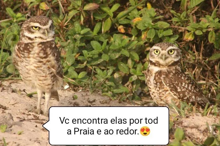 Dom wakacyjny Willa Casa Vida Sao Francisco do Sul